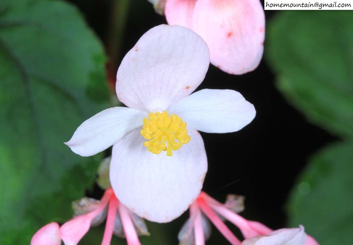 Image of Begonia grandis subsp. sinensis (A. DC.) Irmsch.