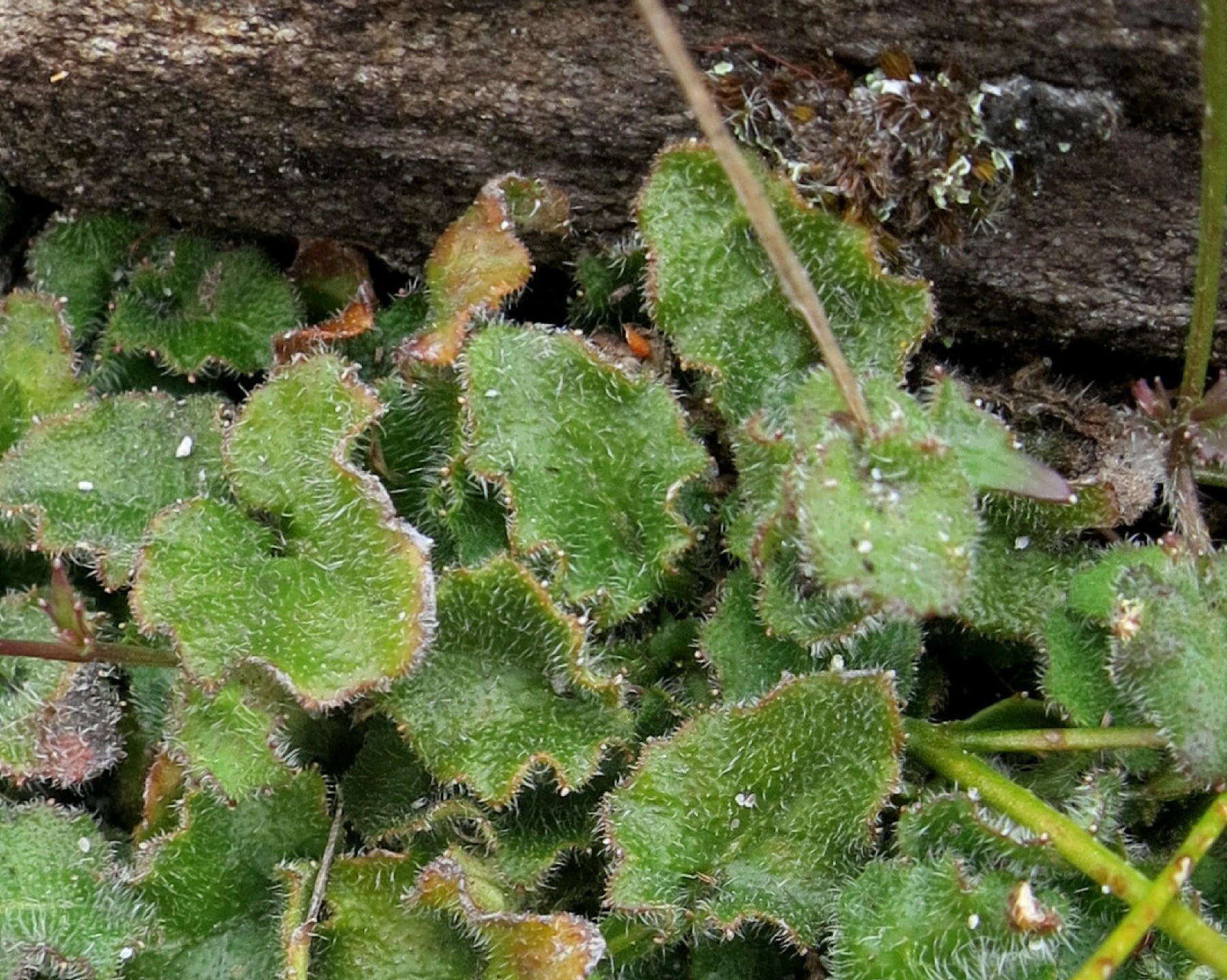 Image of Lobelia ardisiandroides Schltr.