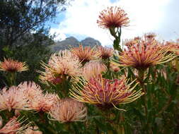 Imagem de <i>Leucospermum <i>tottum</i></i> var. tottum