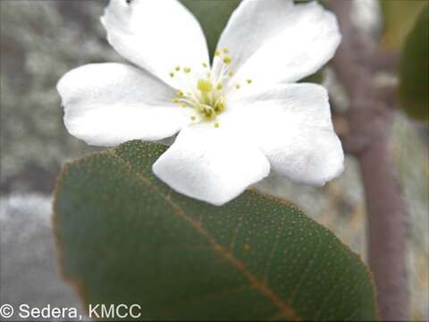 Слика од Perrierodendron