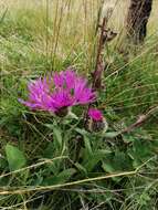 Centaurea nervosa Willd. resmi