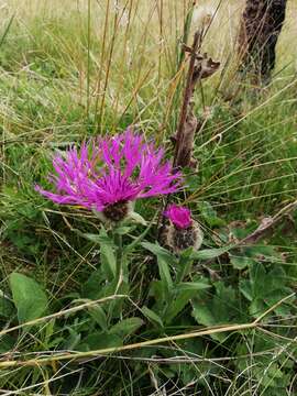 Imagem de Centaurea nervosa Willd.