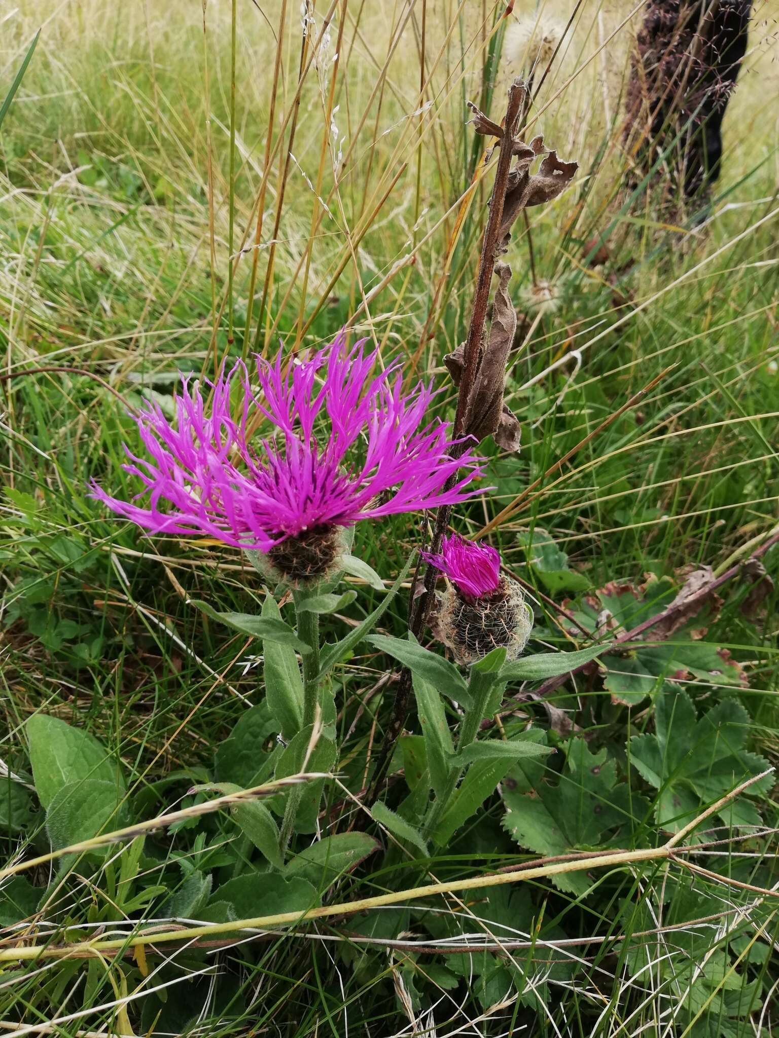 Centaurea nervosa Willd. resmi