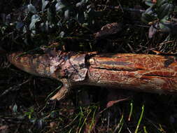 Image of Pityogenes quadridens Wood & Bright 1992