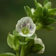 Plancia ëd Veronica serpyllifolia subsp. serpyllifolia