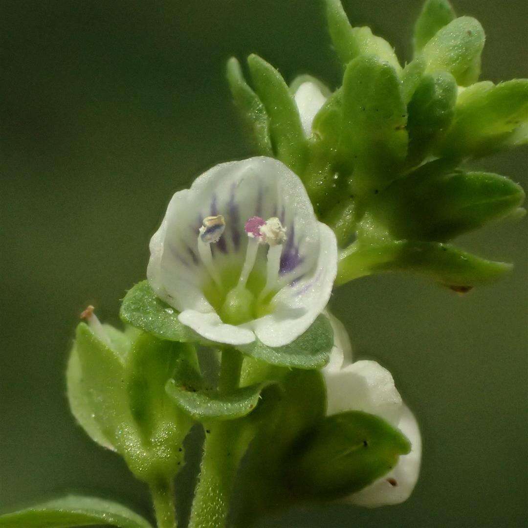 Image of thymeleaf speedwell