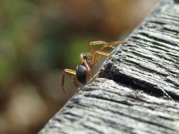 Sivun mastosarvihämähäkki kuva