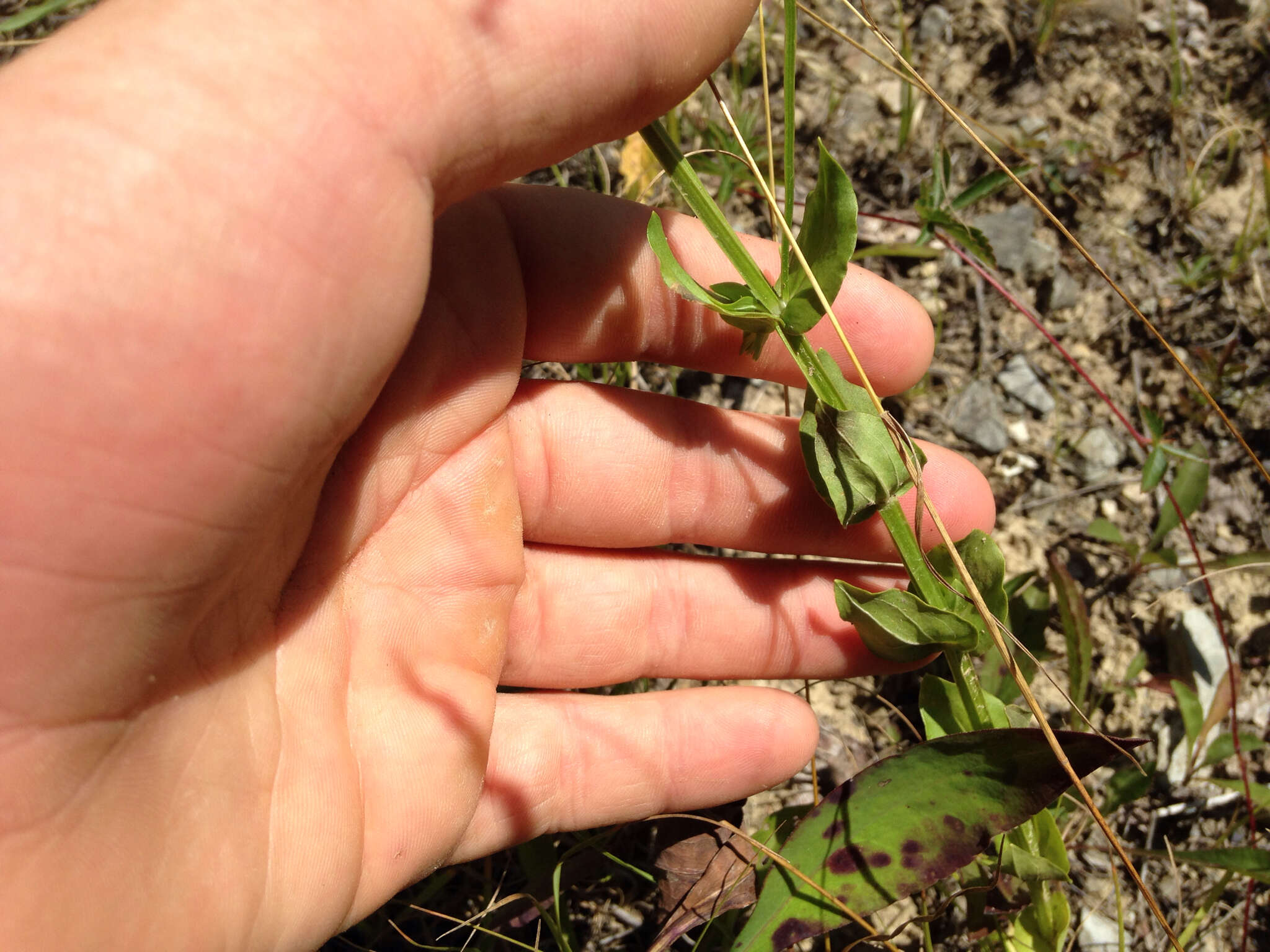 Imagem de Sabatia angularis (L.) Pursh