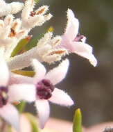 Image of Phylica lachneaeoides Pillans