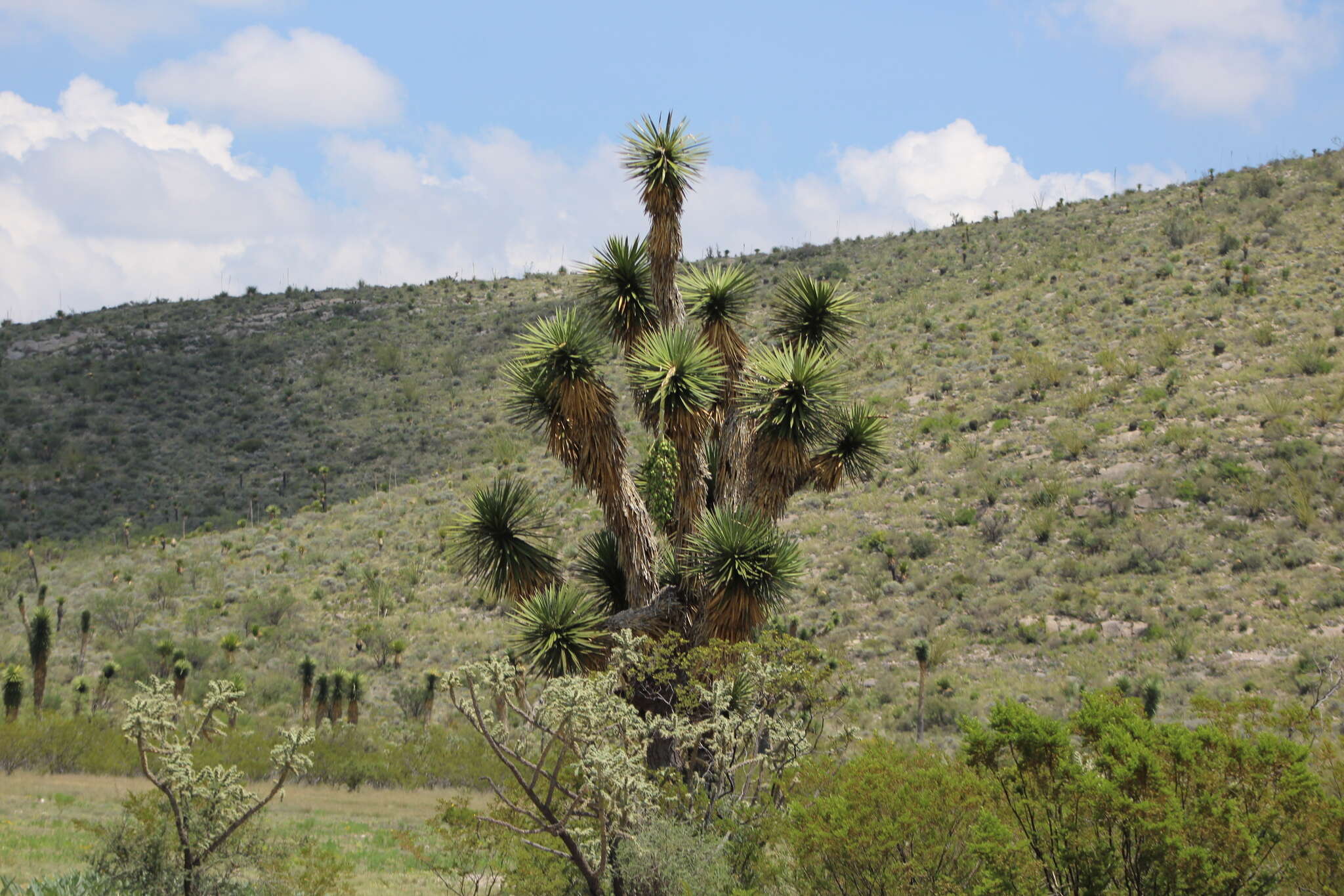 Image of Palma China yucca