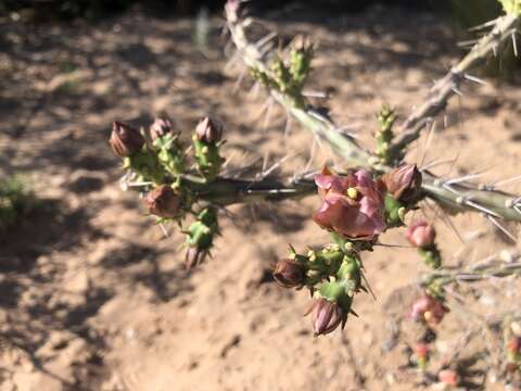 Cylindropuntia × antoniae resmi