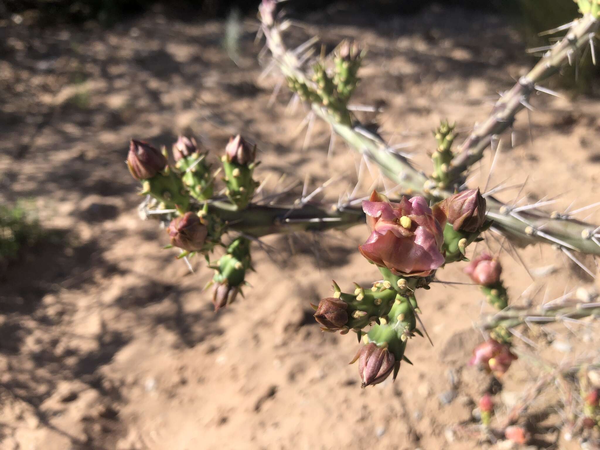 Image of Cylindropuntia × antoniae