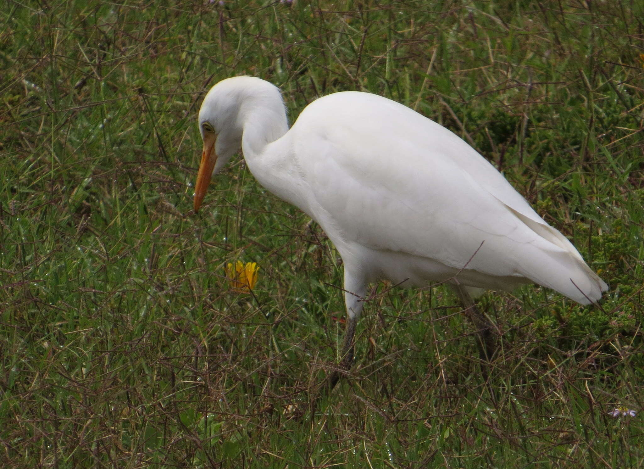 Image of Bubulcus ibis ibis