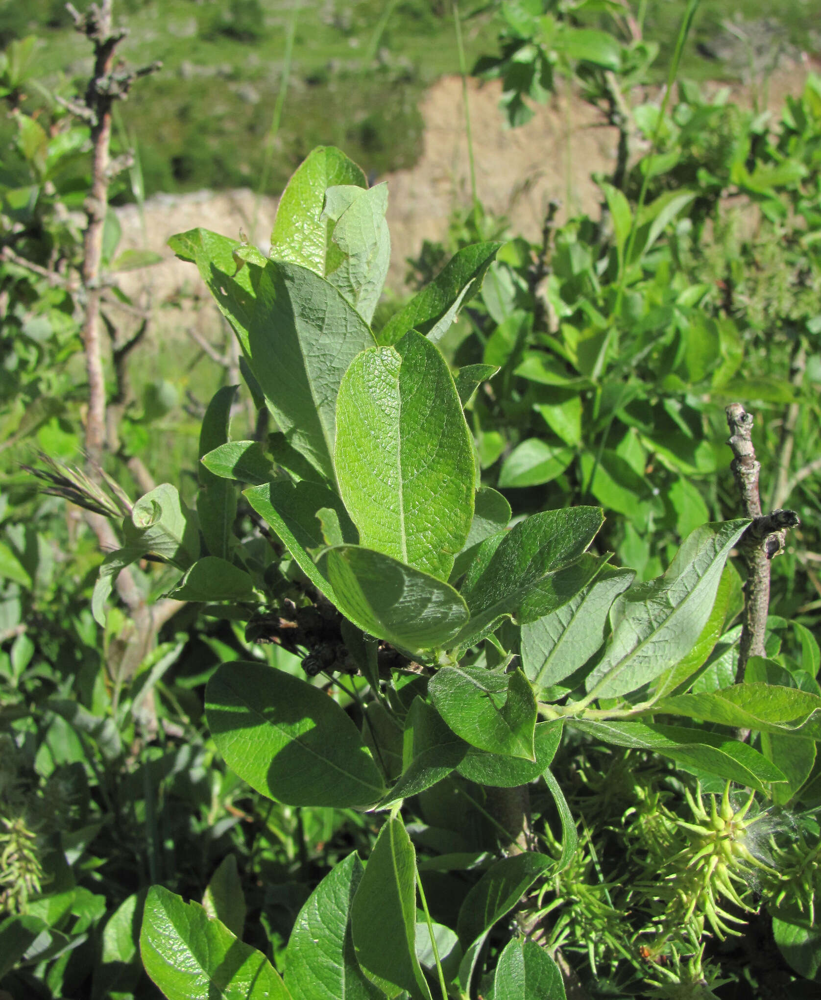 Image of Salix pseudodepressa A. Skvorts.