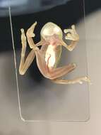 Image of Rio Azuela Glass Frog