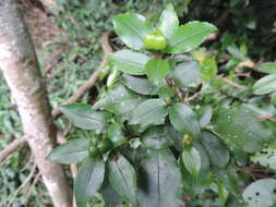 Image of Excoecaria simii (Kuntze) Pax