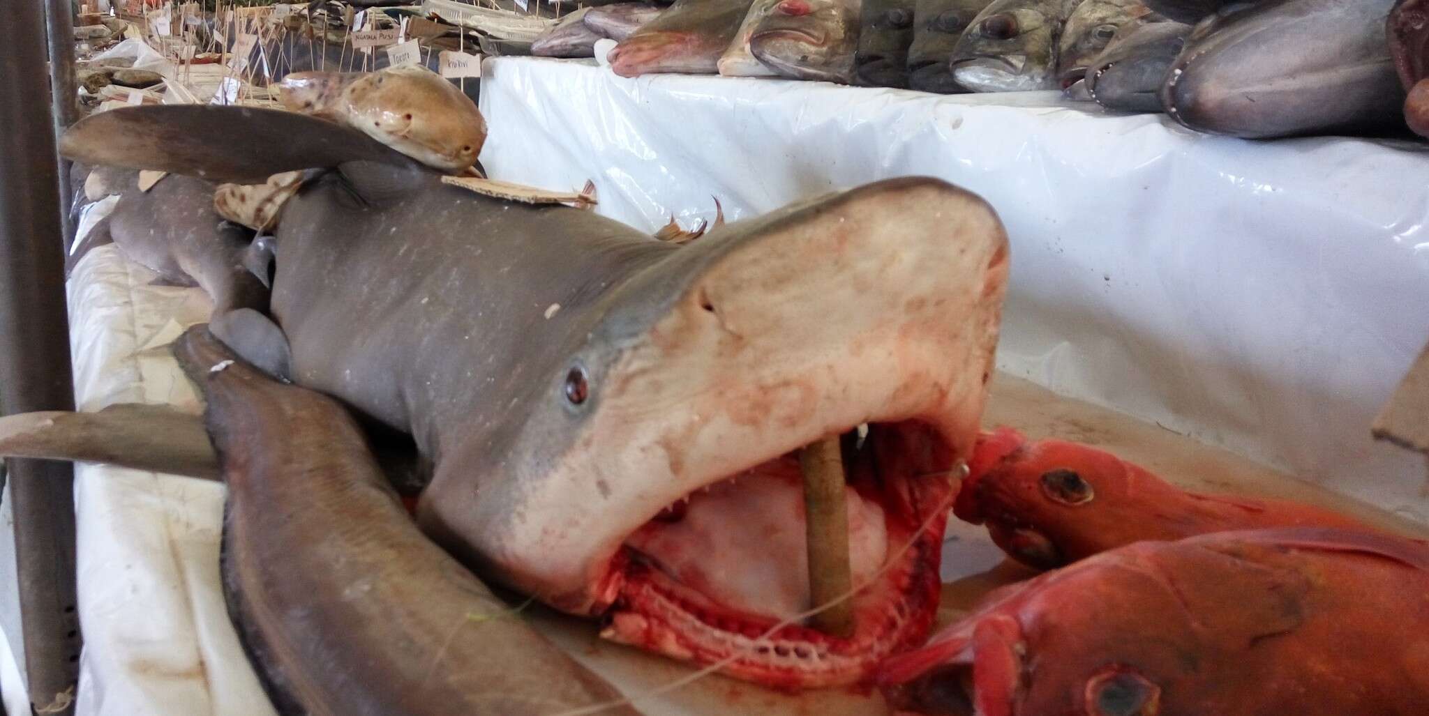 Image de Requin Océanique