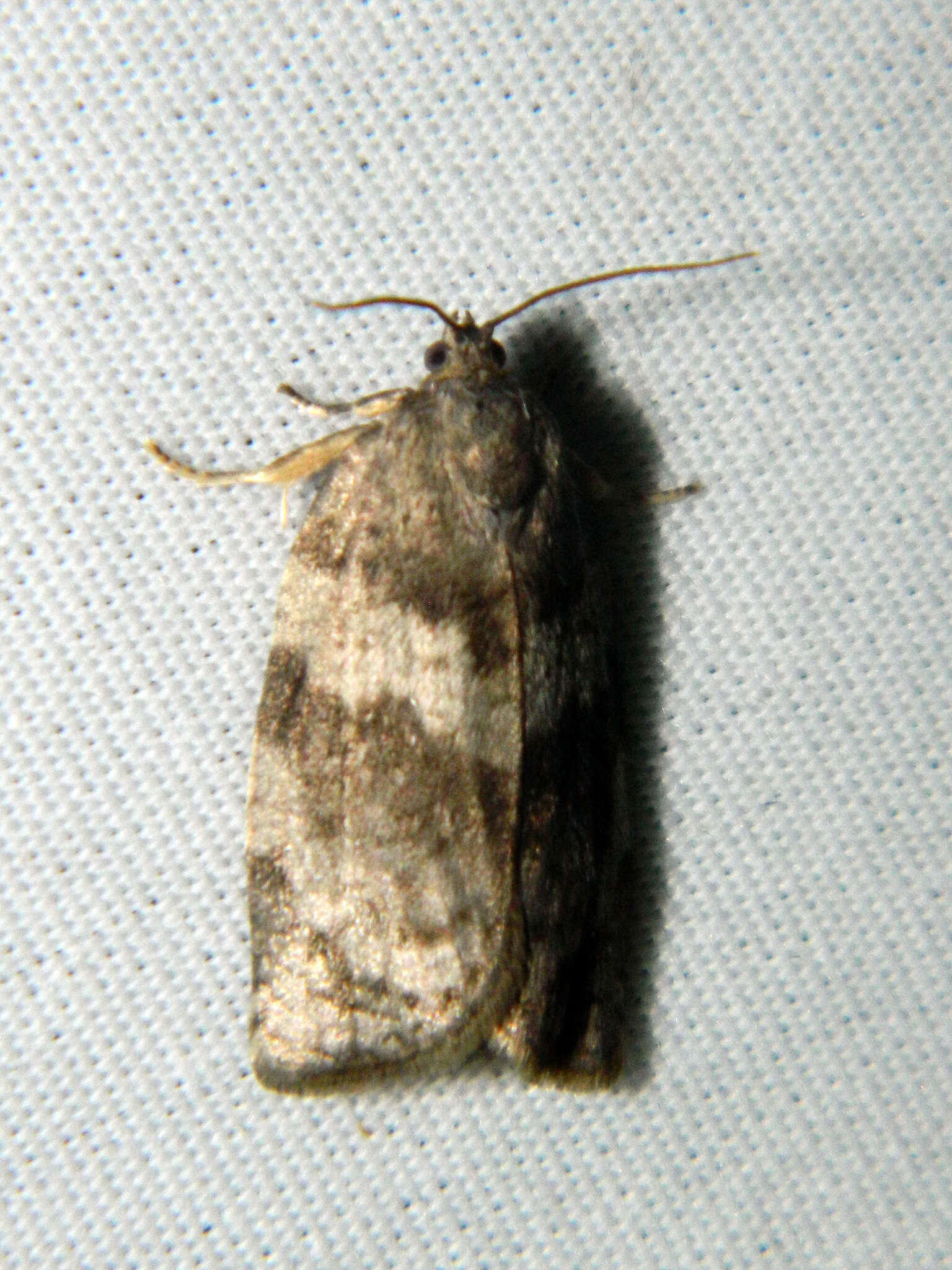 Image of Large Aspen Tortrix