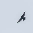 Image of Nepal House Martin