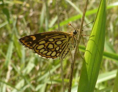 Image de Heteropterus