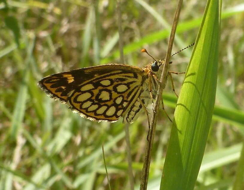 Imagem de Heteropterus