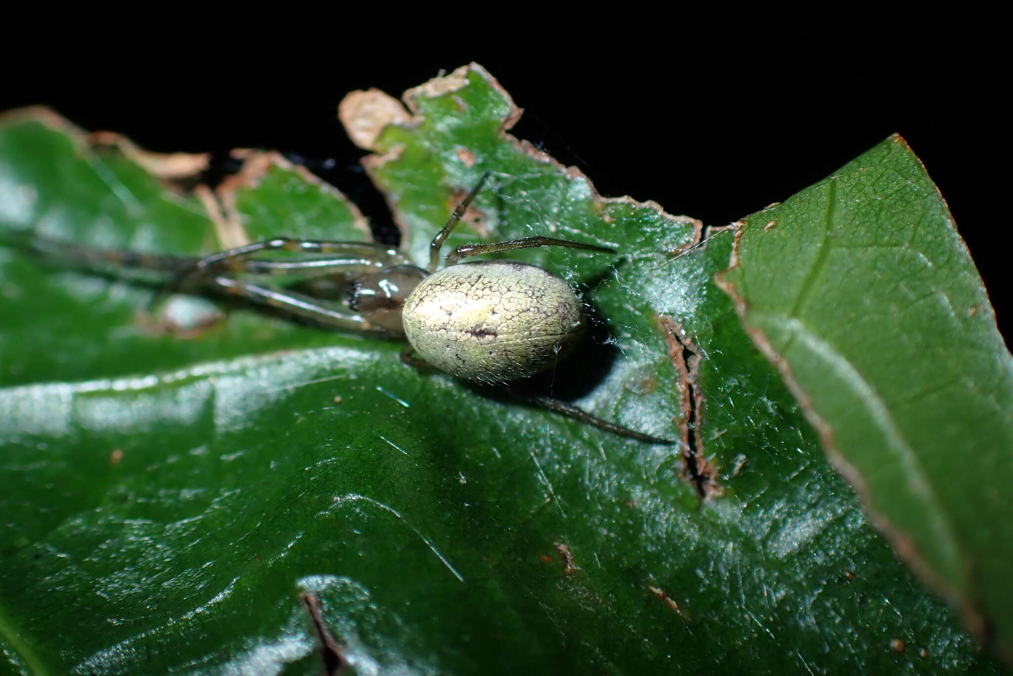 Image of Orsinome diporusa Zhu, Song & Zhang 2003