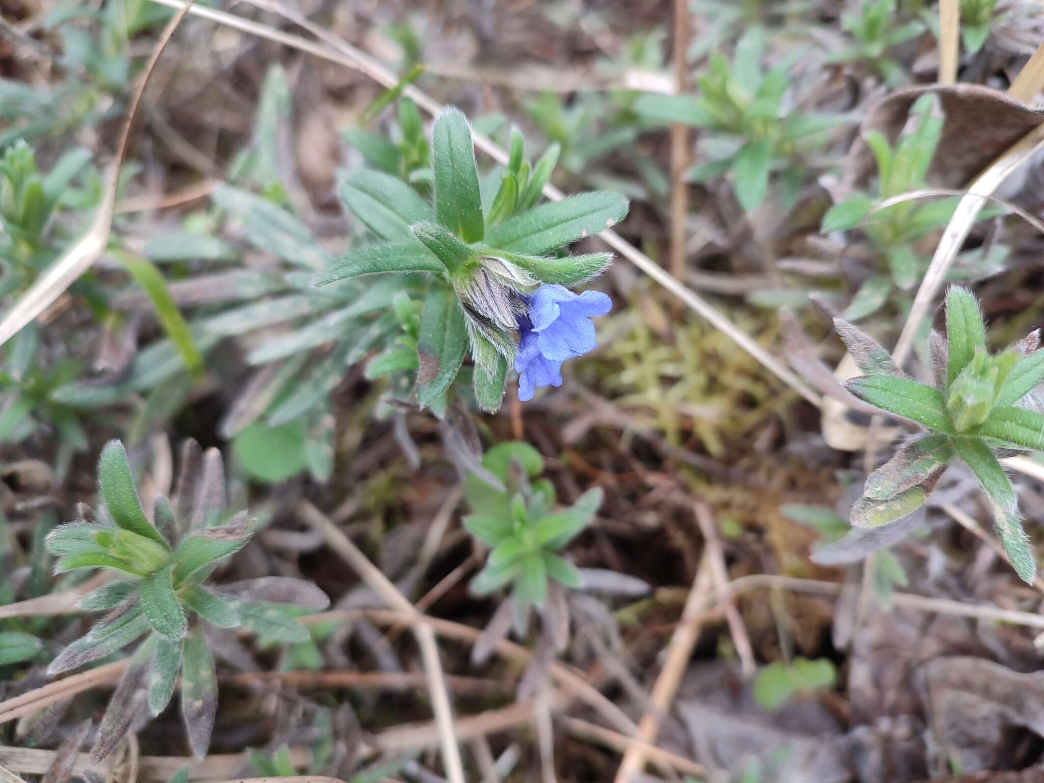 Image of Glandora diffusa (Lag.) D. C. Thomas