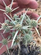 Image of Eryngium glomeratum Lam.