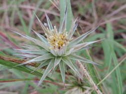 Image of Macledium kirkii (Harv.) S. Ortiz