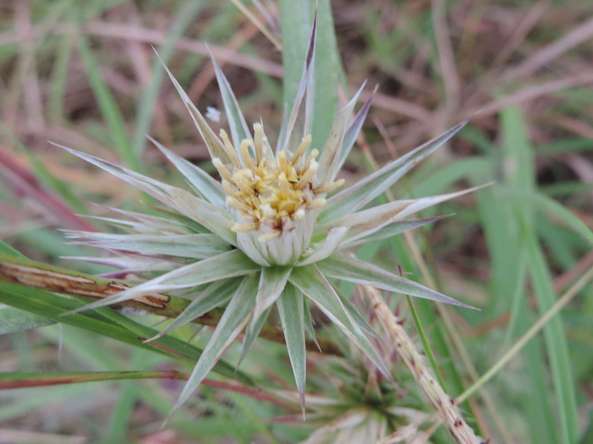 Image of Macledium kirkii (Harv.) S. Ortiz