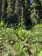 Image de Rainiera stricta (Greene) Greene