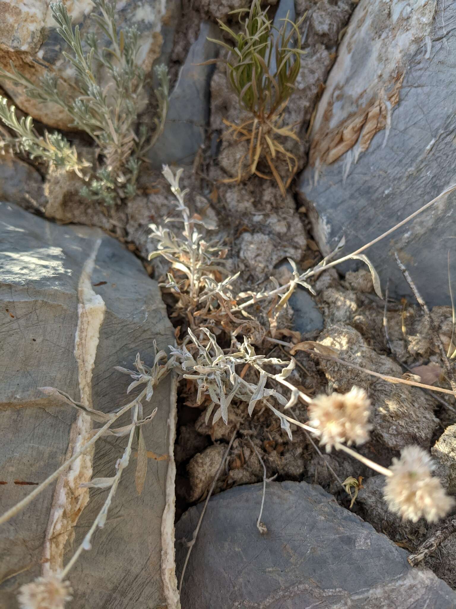 Слика од Helichrysum glumaceum DC.