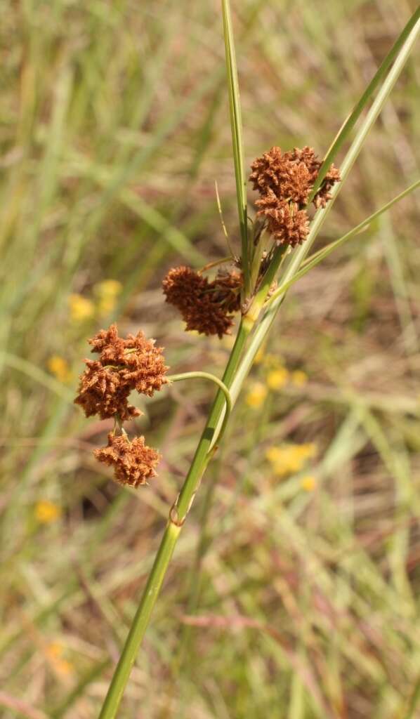 Image of Scirpoides burkei (C. B. Clarke) Goetgh., Muasya & D. A. Simpson