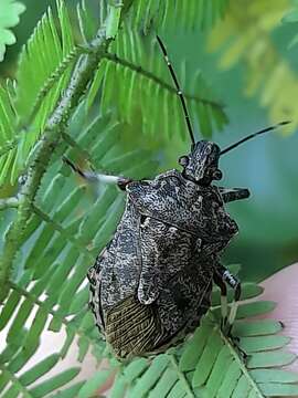 Image of Apateticus (Apateticus) lineolatus (Herrich-Schaeffer 1840)