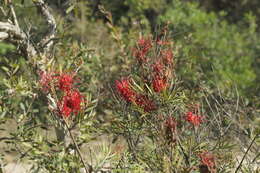 Imagem de Grevillea banksii R. Br.