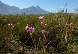 Image of Swartveld Watsonia