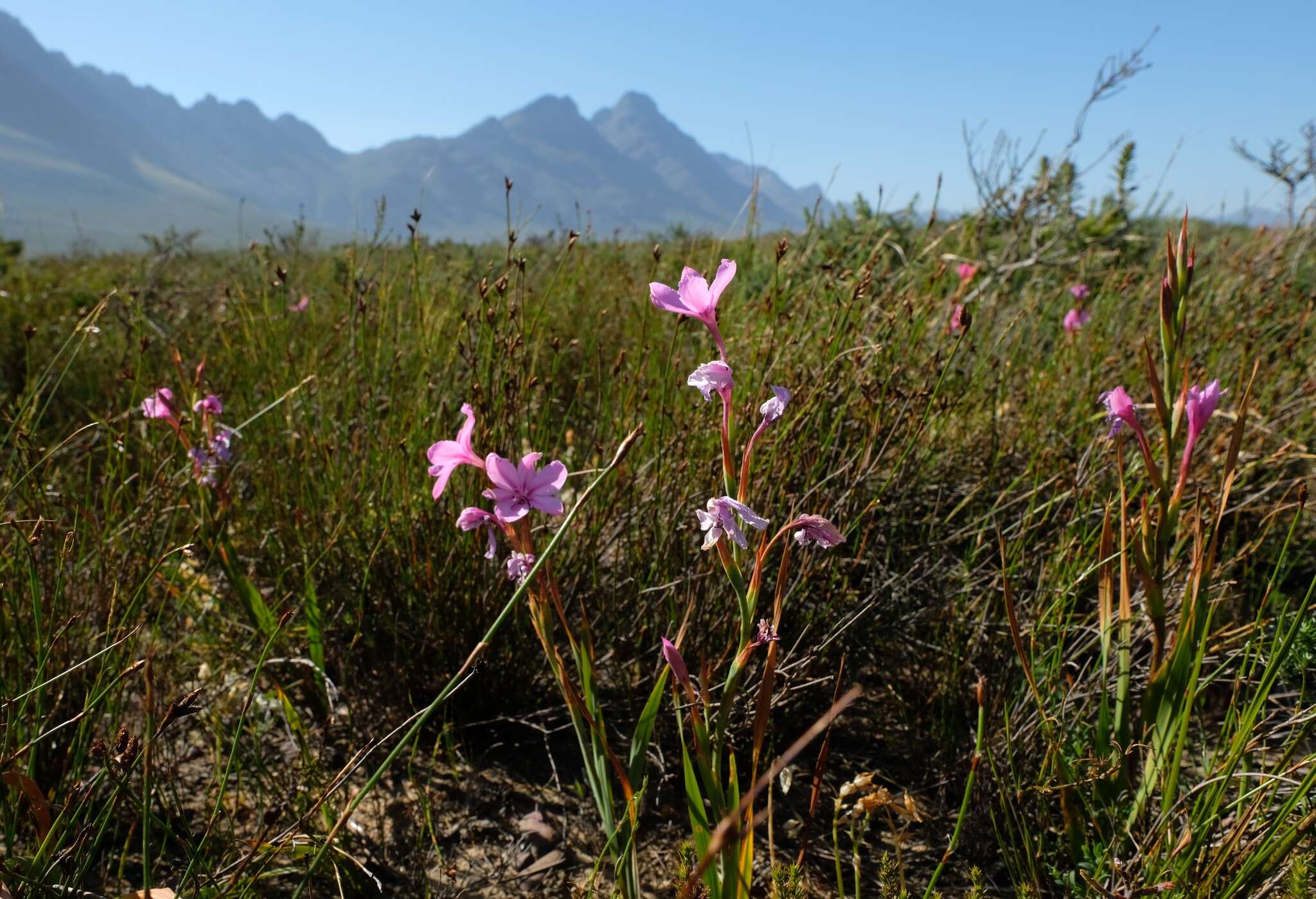 Image of Swartveld Watsonia