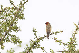 Слика од Quelea cardinalis (Hartlaub 1880)