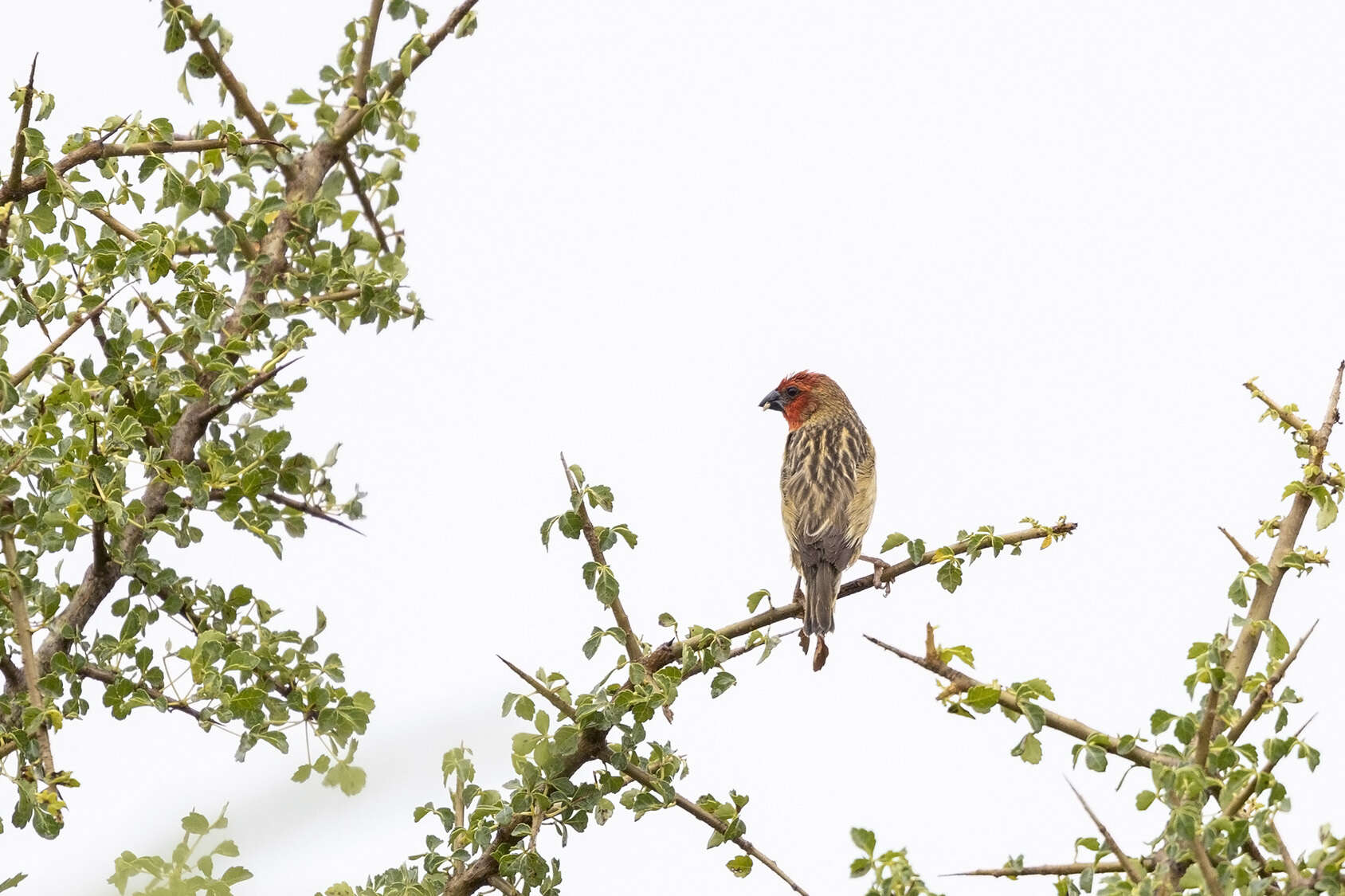 Слика од Quelea cardinalis (Hartlaub 1880)