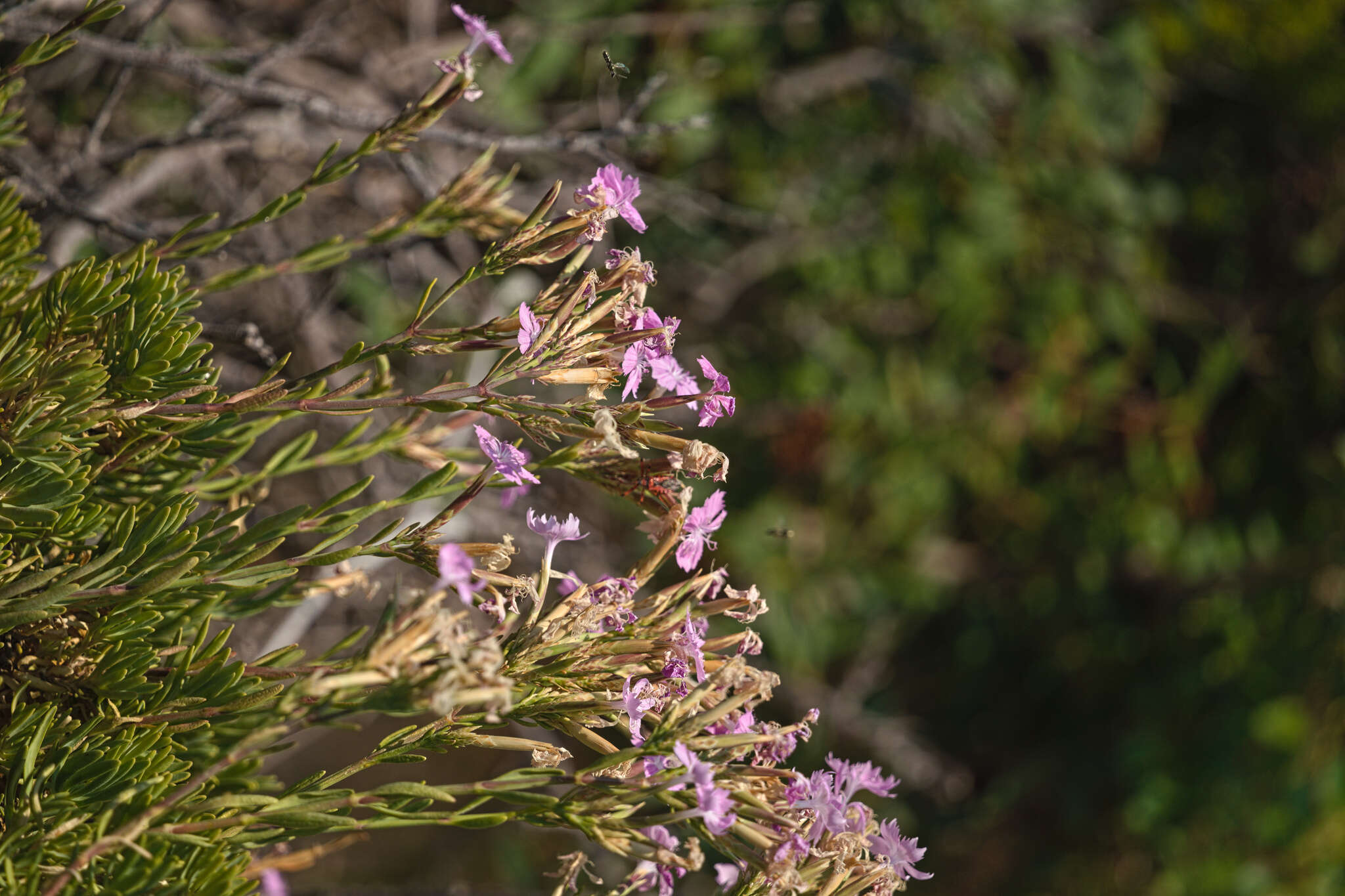 صورة Dianthus fruticosus subsp. occidentalis Runemark