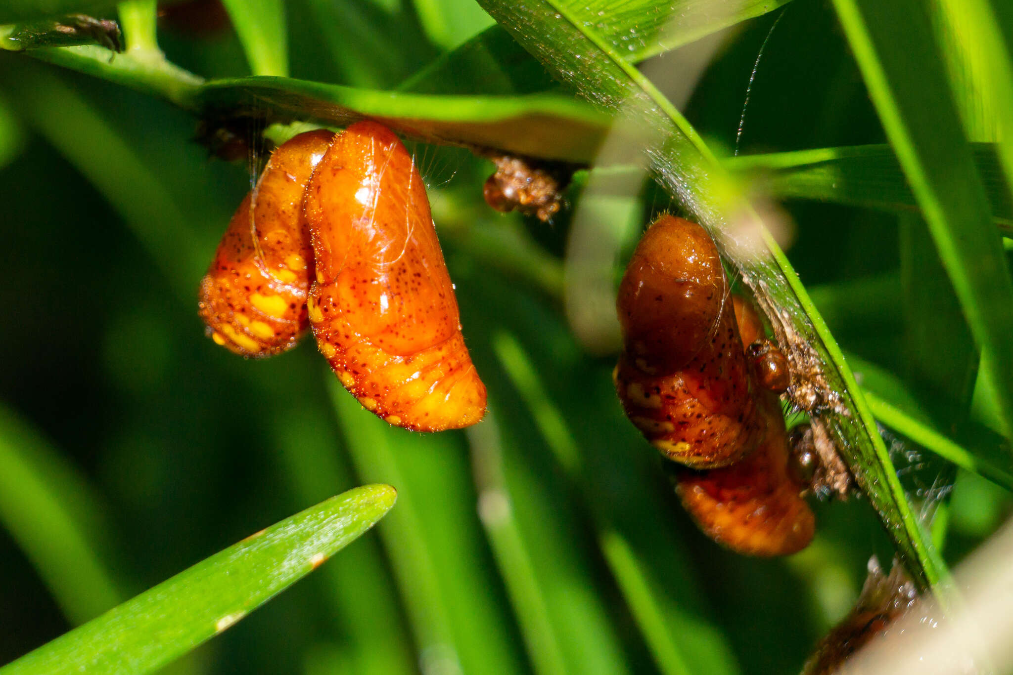 Слика од Eumaeus atala (Poey 1832)