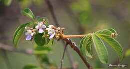 Image de Vitex pooara Corbishley