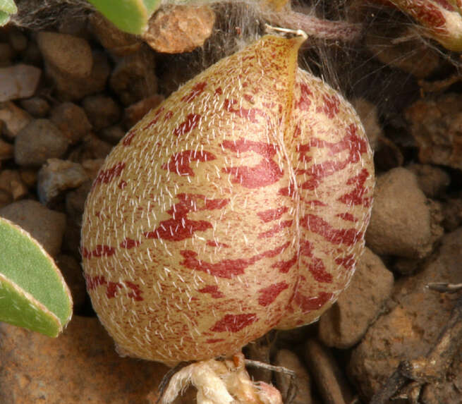 Image de <i>Astragalus <i>lentiginosus</i></i> var. lentiginosus