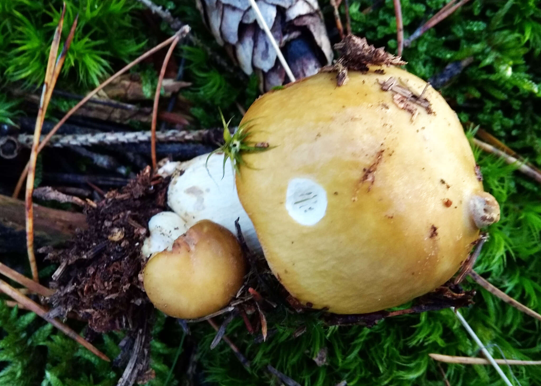 Image of Russula decolorans (Fr.) Fr. 1838