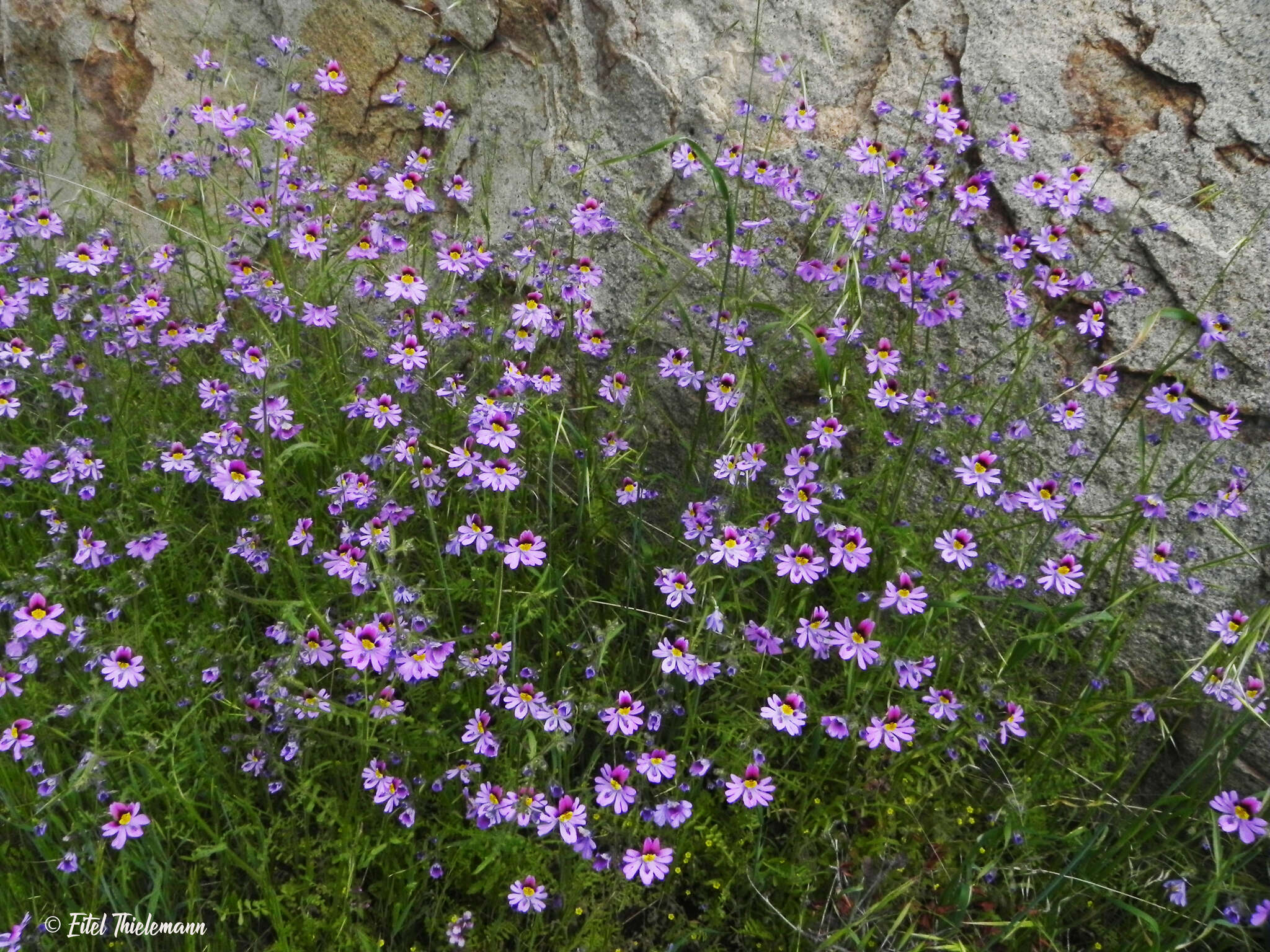 Image of Schizanthus carlomunozii