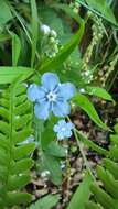 Omphalodes nitida (Willd.) Hoffmanns. & Link的圖片