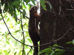 Image of Spotted Giant Flying Squirrel