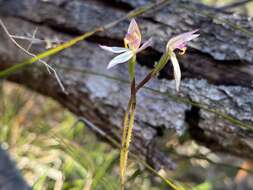 Image of Fairy orchid