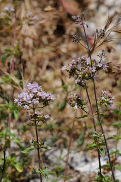 Image of oregano