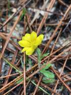 Image of Maryland goldenaster